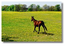 Pferd vom Gestüt in Annenwalde (Anklicken zum Vergrößern, 133 kByte)
